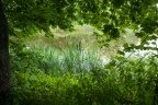 A View through the Trees