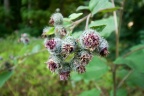 Some Burrs up Close
