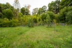 Overgrown Stage