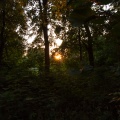 Some More Setting Sun in the Trees